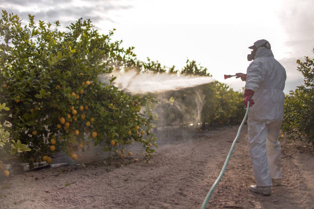 Best Mosquito Control Services  in Rhome, TX