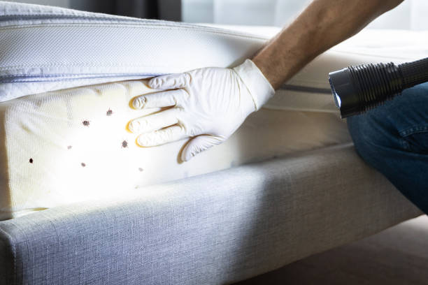 Best Pest Removal Services  in Rhome, TX