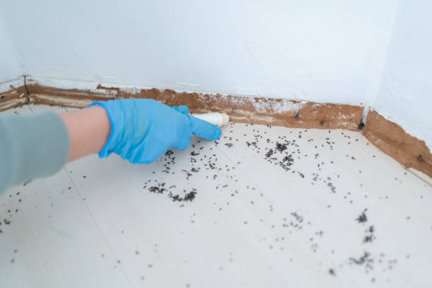 Professional Pest Control in Rhome, TX