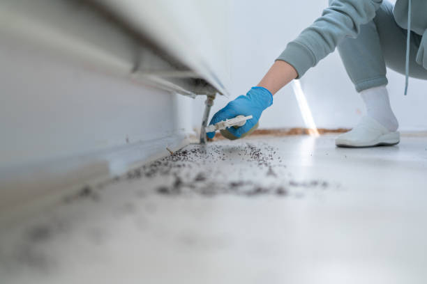 Best Pest Prevention Services  in Rhome, TX